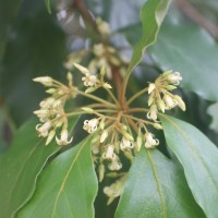 Pittosporum